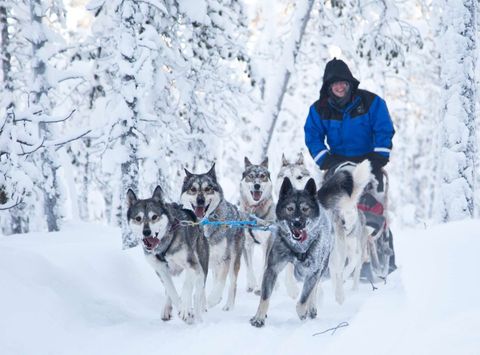 finland nellim husky sledding winter