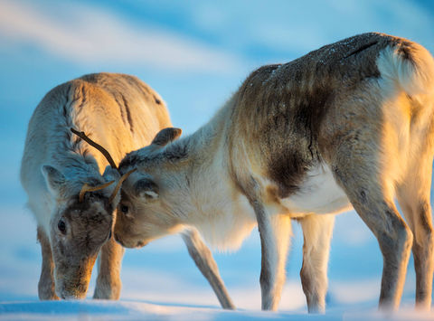 finland two reindeer interacting under winter sun istk