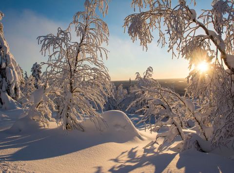 finnish lapland heavy snow in forest istk