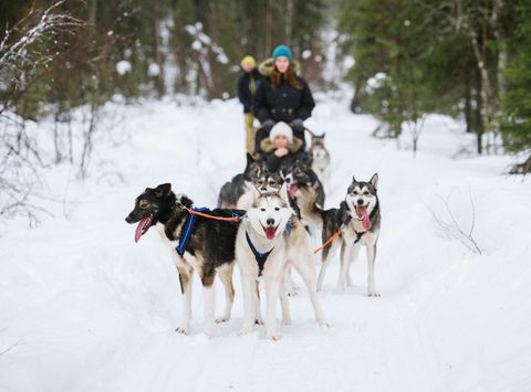 finnish lapland husky sledding adventure vf