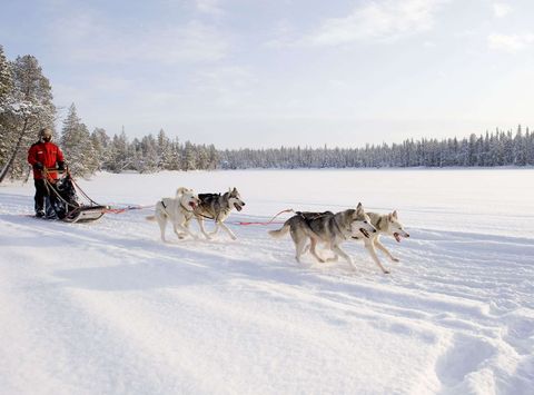 finnish lapland husky sledding vf