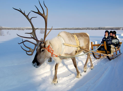 finnish lapland iso syote reindeer farm vf