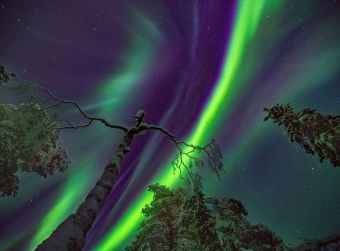 A streak of aurora dances over a forest in Finnish Lapland