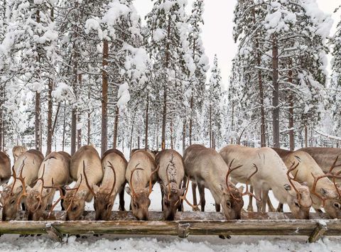 finnish lapland ranua reindeers feeding