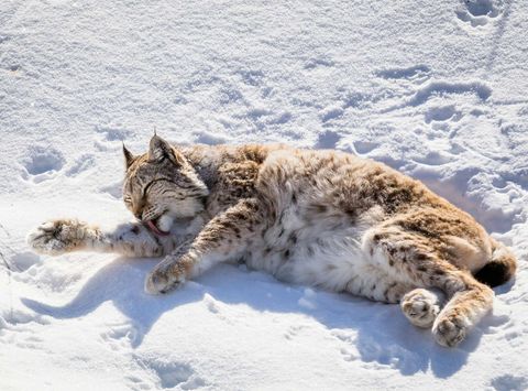 finnish lapland ranua wildlife park lynx relaxing