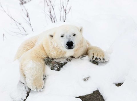 finnish lapland ranua wildlife park polar bear hello