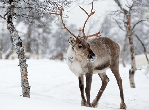 finnish lapland reindeer in inari landscape istk