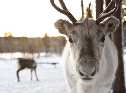 finnish lapland reindeer lake inari