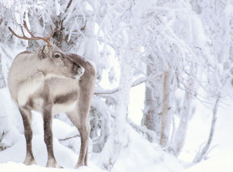 finnish lapland ruka reindeer in forest rk