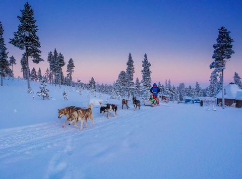finnish lapland star arctic hotel husky sledding