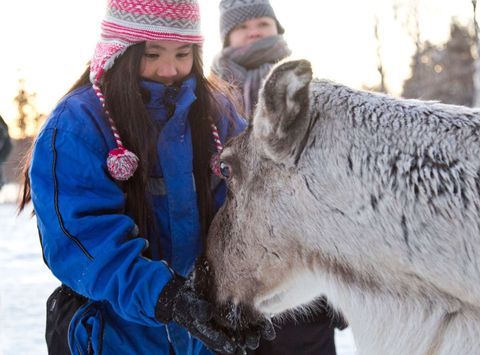 finnish lapland visiting reindeer farm nellim