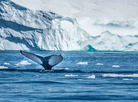 greenland disko bay humpback whale tail vg