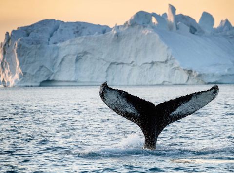 greenland humpback whale tail fin in front of iceberg vg