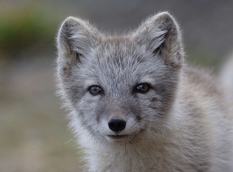 greenland wildlife arctic fox in summer vg