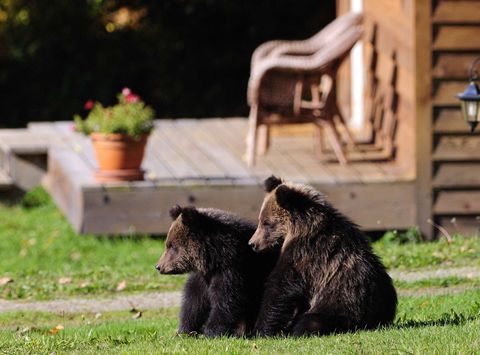 grizzly bear cubs at tweedsmuir park lodge canada tpl