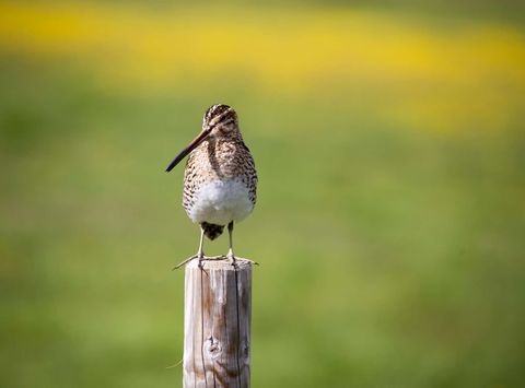 iceland birdlife common snipe wg