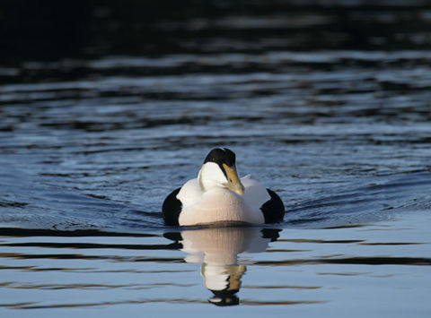 iceland birdlife eider duck2 wg