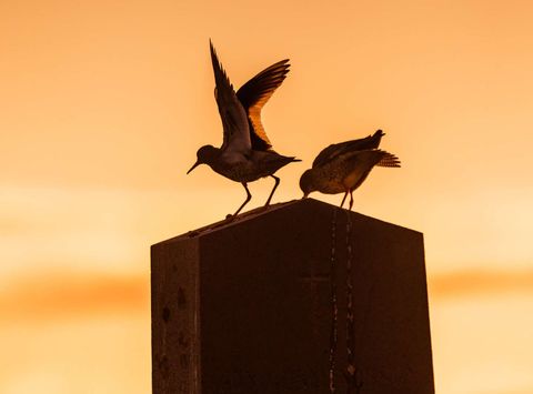 iceland breidafjordur birds silhouette sunset rth