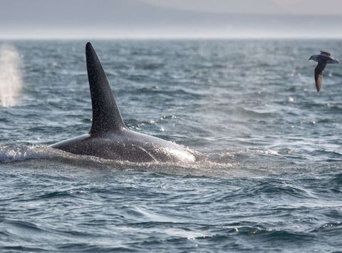 iceland orca and glaucous gull off grundarfjordur rth