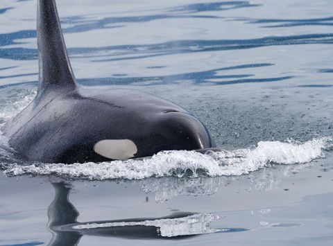 iceland orca pushing through water istk