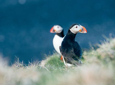 iceland puffins cliff edge gt