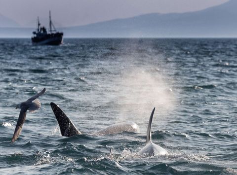 iceland snaefellsnes grundarfjordur orcas seabirds rth