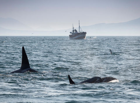 iceland watching orcas off snaefellsnes peninsula rth