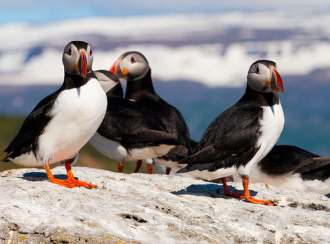 iceland west fjords puffins ba