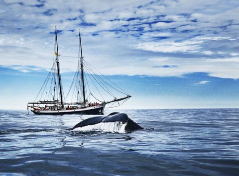 iceland whale watching aboard electric schooner opal ns