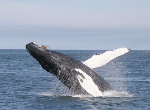 iceland wildlife humpback whale rth