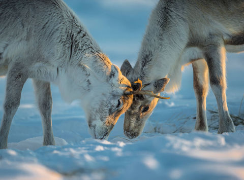 lapland reindeer interaction under warm winter light istk