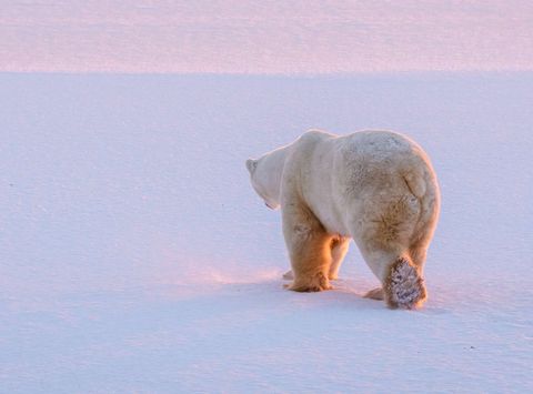 manitoba churchill polar bear walking on frozen hudson bay istk