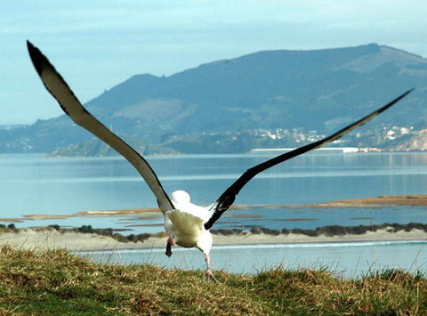 new zealand dunedin albatross td