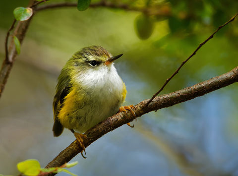 new zealand-endemic-bird-titipounamu-astk