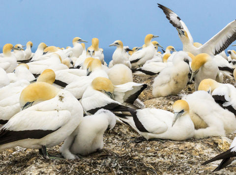 new zealand hawkes bay cape kidnappers gannet colony istk