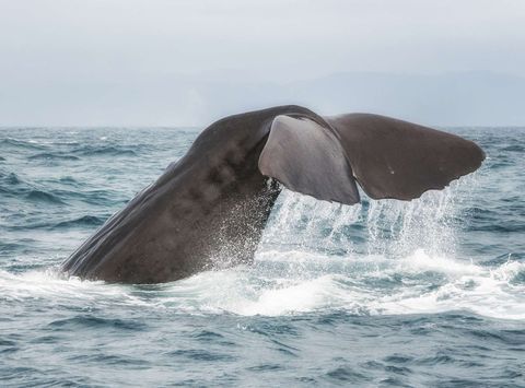 new zealand kaikoura diving sperm whale istk