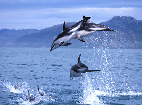 new zealand kaikoura dolph en