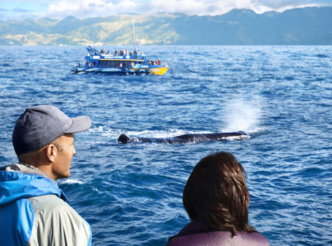 new zealand kaikoura whale watch tnz