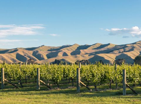 new zealand marlborough vineyard istk