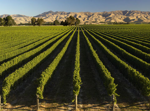 new zealand marlborough winery vines dm