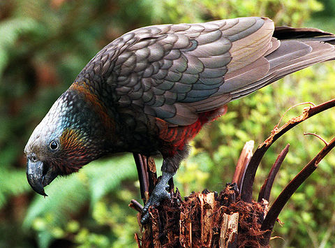 new zealand southland wildlife kaka vs