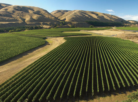 new zealand wairarapa martinborough vineyard tnz