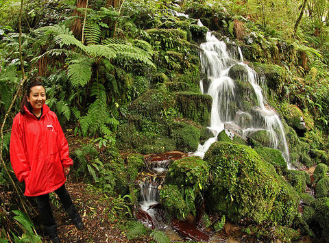 Whirinaki Forest