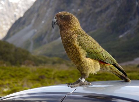 new zealand wildlife kea on a car arthurs pass istk