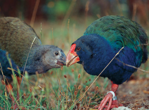 new zealand wildlife takahe tnz