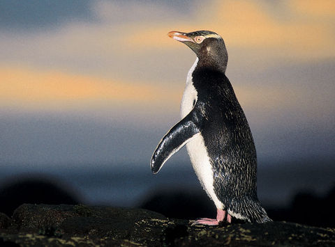 new zealand wildlife yellow eyed penguin tnz