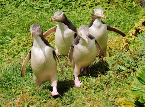 new zealand yellow eyed penguins istk