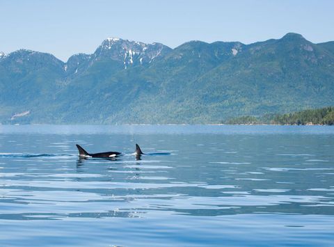 nimmo bay british columbia orca surfacing jkoreski