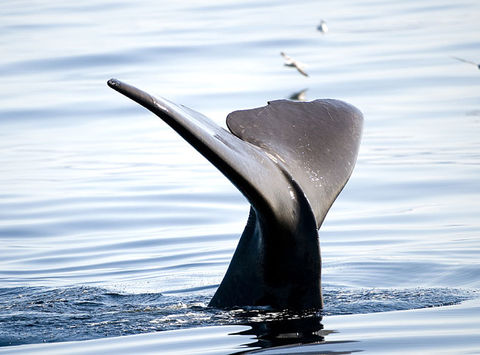 norway lofoten vesteralen sperm whale