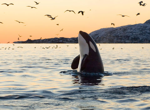 norway orca spy hopping sunset istk